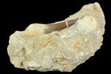 Fossil Plesiosaur (Zarafasaura) Tooth - Morocco #127466-1
